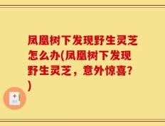 凤凰树下发现野生灵芝怎么办(凤凰树下发现野生灵芝，意外惊喜？)