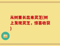 从树里长出来灵芝(树上发现灵芝，惊喜收获)