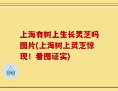 上海有树上生长灵芝吗图片(上海树上灵芝惊现！看图证实)