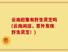 云南赶集有野生灵芝吗(云南闲逛，意外发现野生灵芝！)