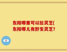东阳哪里可以捡灵芝(东阳哪儿有野生灵芝？