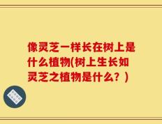 像灵芝一样长在树上是什么植物(树上生长如灵芝之植物是什么？)