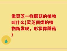 像灵芝一样蘑菇的植物叫什么(灵芝同类的植物新发现，形状像蘑菇)