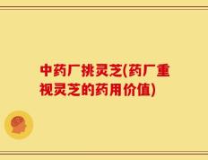 中药厂挑灵芝(药厂重视灵芝的药用价值)