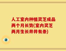 人工室内种植灵芝成品两个月长势(室内灵芝两月生长井井有条)