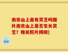 南京山上面有灵芝吗图片南京山上是否生长灵芝？相关照片揭晓)