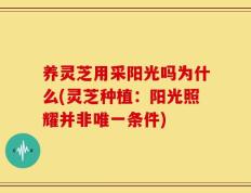 养灵芝用采阳光吗为什么(灵芝种植：阳光照耀并非唯一条件)