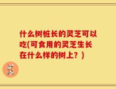 什么树桩长的灵芝可以吃(可食用的灵芝生长在什么样的树上？)