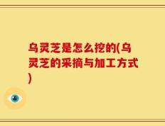 乌灵芝是怎么挖的(乌灵芝的采摘与加工方式)