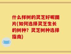 什么样树的灵芝好呢图片(如何选择灵芝生长的树种？灵芝树种选择指南)