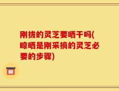 刚拔的灵芝要晒干吗(晾晒是刚采摘的灵芝必要的步骤)