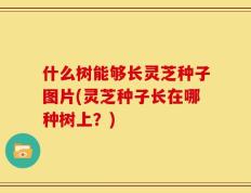 什么树能够长灵芝种子图片(灵芝种子长在哪种树上？)