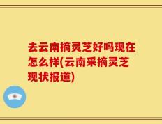 去云南摘灵芝好吗现在怎么样(云南采摘灵芝现状报道)