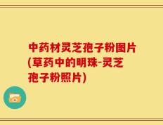 中药材灵芝孢子粉图片(草药中的明珠-灵芝孢子粉照片)