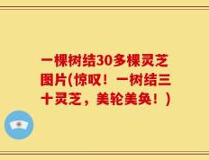 一棵树结30多棵灵芝图片(惊叹！一树结三十灵芝，美轮美奂！)
