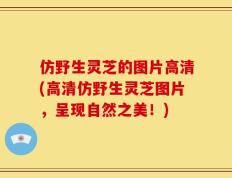 仿野生灵芝的图片高清(高清仿野生灵芝图片，呈现自然之美！)