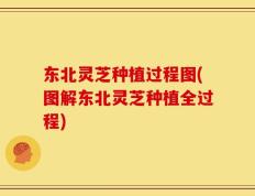 东北灵芝种植过程图(图解东北灵芝种植全过程)