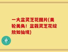 一大盆灵芝花图片(美轮美奂！盆栽灵芝花绽放如仙境)