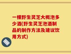 一棵野生灵芝大概泡多少酒(野生灵芝泡酒制品的制作方法及建议饮用方式)