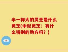 伞一样大的灵芝是什么灵芝(伞似灵芝：有什么特别的地方吗？)