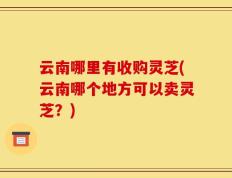 云南哪里有收购灵芝(云南哪个地方可以卖灵芝？)