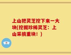 上山把灵芝挖下来一大块(挖掘珍稀灵芝：上山采摘重块！)