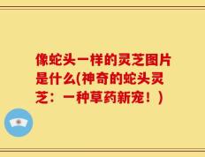 像蛇头一样的灵芝图片是什么(神奇的蛇头灵芝：一种草药新宠！)