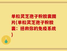 单粒灵芝孢子粉胶囊图片(单粒灵芝孢子粉胶囊：拯救你的免疫系统)