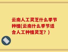 云南人工灵芝什么季节种植(云南什么季节适合人工种植灵芝？)