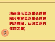 动画演示灵芝生长过程图片观察灵芝生长过程的动态图，认识灵芝的生态之美)