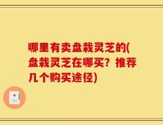 哪里有卖盘栽灵芝的(盘栽灵芝在哪买？推荐几个购买途径)