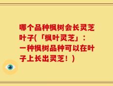 哪个品种枫树会长灵芝叶子(「枫叶灵芝」：一种枫树品种可以在叶子上长出灵芝！)