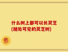 什么树上都可以长灵芝(随处可见的灵芝树)
