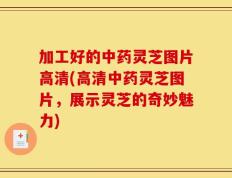加工好的中药灵芝图片高清(高清中药灵芝图片，展示灵芝的奇妙魅力)