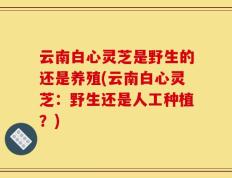 云南白心灵芝是野生的还是养殖(云南白心灵芝：野生还是人工种植？)