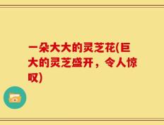 一朵大大的灵芝花(巨大的灵芝盛开，令人惊叹)