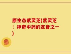 原生态紫灵芝(紫灵芝：神奇中药的定音之一)