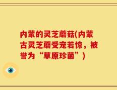 内蒙的灵芝蘑菇(内蒙古灵芝蘑受宠若惊，被誉为“草原珍菌”)