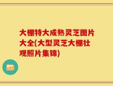 大棚特大成熟灵芝图片大全(大型灵芝大棚壮观照片集锦)
