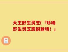 大王野生灵芝(「珍稀野生灵芝震撼登场！」