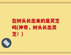 在树头长出来的是灵芝吗(神奇，树头长出灵芝！)