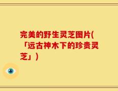 完美的野生灵芝图片(「远古神木下的珍贵灵芝」)