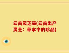 云南灵芝茹(云南出产灵芝：草本中的珍品)