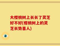 大樱桃树上长长了灵芝好不好(樱桃树上的灵芝长势喜人)