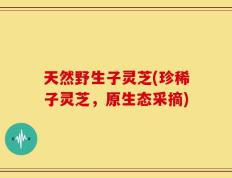 天然野生子灵芝(珍稀子灵芝，原生态采摘)