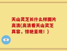 天山灵芝长什么样图片高清(高清看天山灵芝真容，惊艳呈现！)