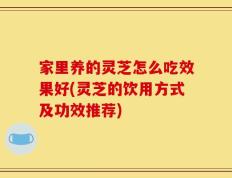 家里养的灵芝怎么吃效果好(灵芝的饮用方式及功效推荐)