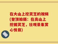 在大山上挖灵芝的视频(登顶拍摄：在高山上挖掘灵芝，壮观景象赏心悦目)