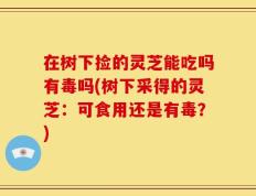 在树下捡的灵芝能吃吗有毒吗(树下采得的灵芝：可食用还是有毒？)