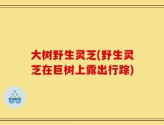 大树野生灵芝(野生灵芝在巨树上露出行踪)